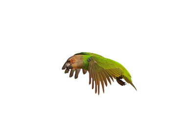 Beautiful flying Senegal parrot isolated on transparent background png file