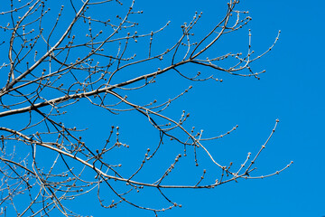 A tree branch with budding buds on a spring day