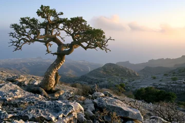 Fototapeten a tree on Socotra island © Сергей Косилко