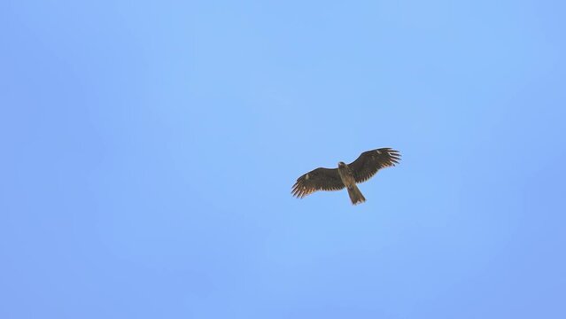 青空を飛翔する鳶_4K