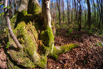 Moss covering a tree trunk in the forest. Photograph of a forest taken with a fisheye lens....