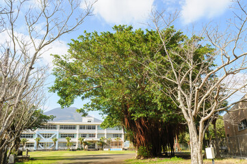 A huge banyan tree grows at the school gate.

Hachijojima, a large isolated island in the Pacific...