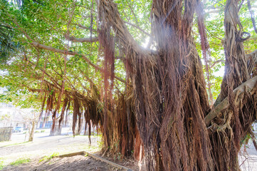 A huge banyan tree grows at the school gate.

Hachijojima, a large isolated island in the Pacific Ocean at the end of the route.
Izu Islands, Tokyo. Japan,
Photo Taken 2020.
