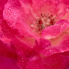 Pink yellow rose flower petals with dew drops. Macro flowers background for holiday design