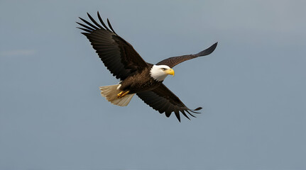 A spread-wing bald eagle soars in the sky. Isolated, Generative.AI
