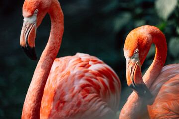 A pair of flamingos in an intimate moment, their vibrant colors tell tales of avian bonding