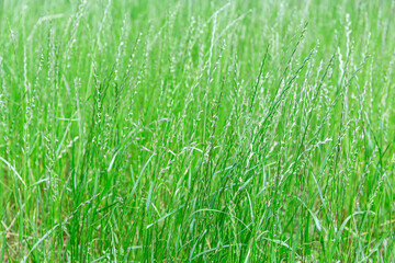 fresh green grass. natural background or banner. closeup view. - 791312952