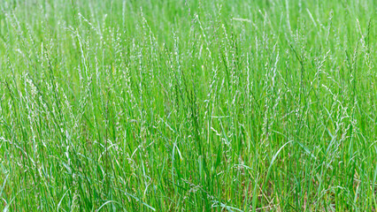 closeup of lush green grass. summer grass field background.
