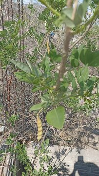 chickpea seeds, cacahuananche, cuaguayote from southern Mexico