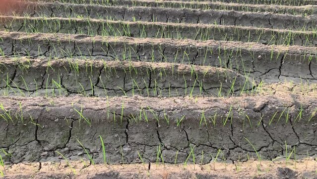 Green garlic growing in beds, growing a new crop of garlic, garlic plants in the spring season. Field of green garlic plant grow in field at organic farm. Bio organic concept. 4K Footage.