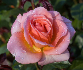 'Jump for Joy' Floribunda Rose with Morning Dew in Bloom
