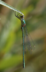 Gemeine Weidenjungfer - Willow Emerald Damselfly