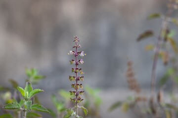 Holy Basil Plant or Tulsi Plant with Leaves and Flowers in Horizontal Orientation