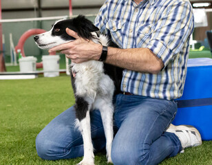 dog getting adjusted by chiropractor