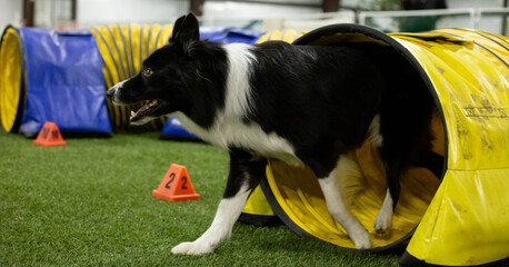 border collie running through tunnel