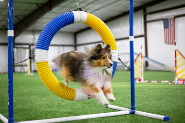 dog jumping through tire