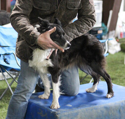 Border Collie getting Chiropractic Work