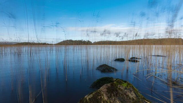 Time lapse of a rocky shore with tall grass weed in the foreground with forest in distance on a cloudy sunny day at Lough Key in county Roscommon in Ireland.