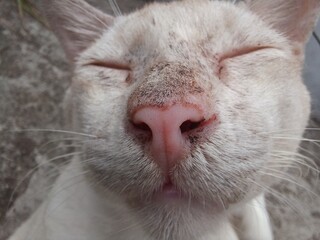 Close up of white cat, Lazy cat sleeping in the floor