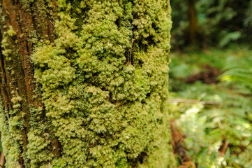 三原山の麓にあるヘゴの森のネイチャートレッキング。
ヘゴ科のシダ植物のヘゴ他の貴重な動植物が観察できる。

航路の終点、太平洋の大きな孤島、八丈島。
東京都伊豆諸島。
2020年撮影。


Nature trekking in the hego forest at the foot of Mt Miara.
Hego (Large spiny tree fern, Cyathea spinulos