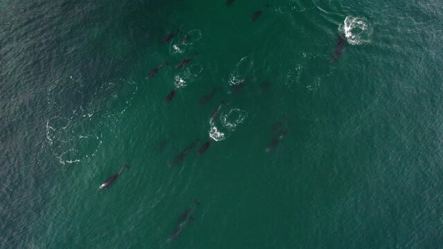 Pod Of Dolphins Swimming In The Coast Of Baja California, Mexico. - aerial shot