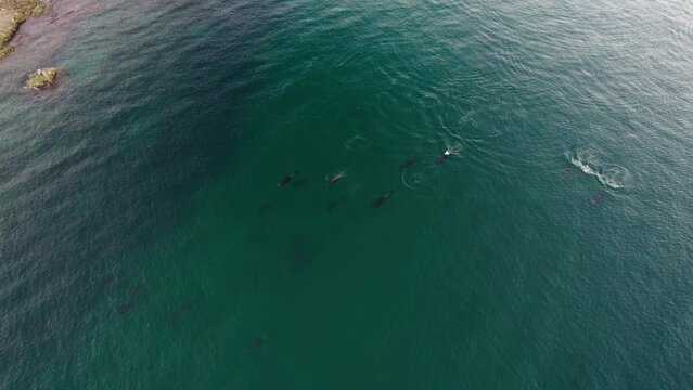 Aerial View Of Pod Of Dolphins Swimming In The Pacific Ocean In Baja California, Mexico.