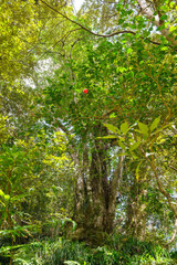 三原山の麓にあるヘゴの森のネイチャートレッキング。
ヘゴ科のシダ植物のヘゴ他の貴重な動植物が観察できる。

航路の終点、太平洋の大きな孤島、八丈島。
東京都伊豆諸島。
2020年撮影。


Nature trekking in the hego forest at the foot of Mt Miara.
Hego (Large spiny tree fern, Cyathea spinulos