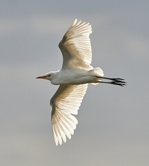 White little egret in flight