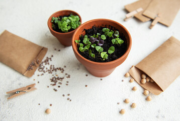 Pots with various vegetables seedlings.