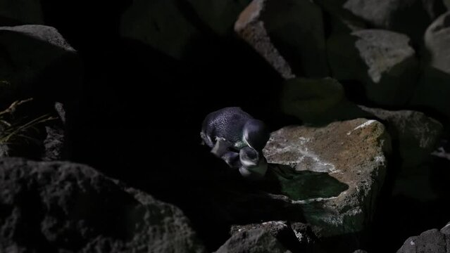 Little Blue Penguin or Korora mating basalt black rock in Timaru New Zealand