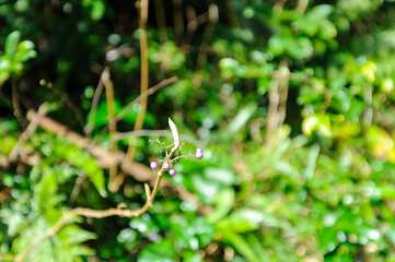 美しいコムラサキ（クマツヅラ科）の実。
Beautiful Purple Beautyberry (Callicarpa dichotoma, bearberry) berries.

三原山の麓にあるヘゴの森のネイチャートレッキング。
ヘゴ科のシダ植物のヘゴ他の貴重な動植物が観察できる。

航路の終点、太平洋の大きな孤島、八丈島。
東京都伊豆諸島。
2020年撮影。


Nature trekk
