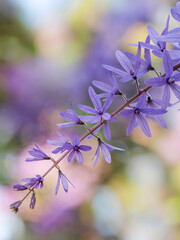 Close up of Purple Wreath Sandpaper Vine flower in nature. Green background. (Scientific name...