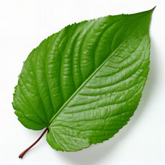 Obraz premium Green leaf on a white background