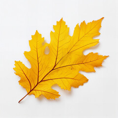 Yellow oak leaf on a white background