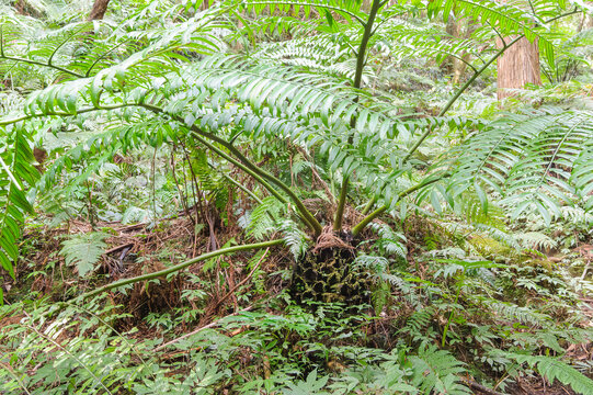 大きく貴重なリュウビンタイ（リュウビンタイ科）。
The large and precious Elephant fern (Angiopteris lygodiifolia Rosenst, family Ryubinidae).

三原山の麓にあるヘゴの森のネイチャートレッキング。
ヘゴ科のシダ植物のヘゴ他の貴重な動植物が観察できる。

航路の終点、太平洋の大きな孤島、八丈島。
東京都伊豆諸島