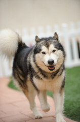 Happy Alaskan Malamute dog walking towards the camera smiling