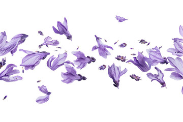 A close-up of a purple petals flowers on a transparent background