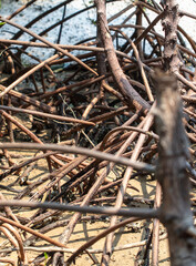 Large roots on a tropical tree in nature