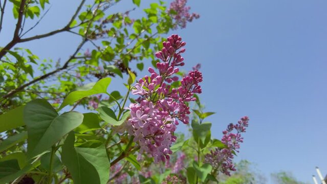 blooming violet lilac against the blue sky, spring motif