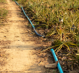 Irrigation hose in a pineapple field