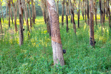 Rubber trees in the park