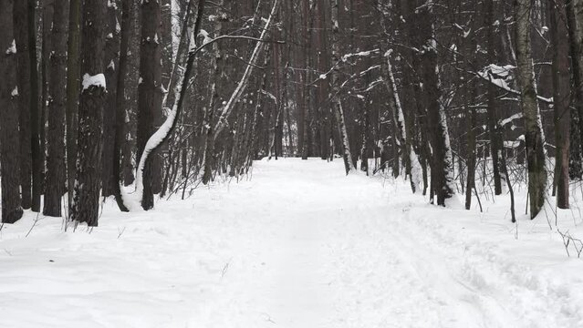A narrow footpath trampled in white snow. Empty winter park.