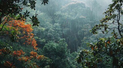 Foliage during the rainy season