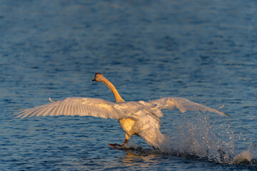 Mute Swan (Cygnus olor) landing on the water in the Netherlands. Water splashing all around. Wide spread wings.                      