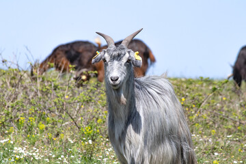 Animal portrait idea concept. Photo of goat in front of blurry background. Gray and horned goat.