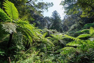 三原山の麓にあるヘゴの森のネイチャートレッキング。
ヘゴ科のシダ植物のヘゴ他の貴重な動植物が観察できる。

航路の終点、太平洋の大きな孤島、八丈島。
東京都伊豆諸島。
2020年撮影。


Nature trekking in the hego forest at the foot of Mt Miara.
Hego (Large spiny tree fern, Cyathea spinulos