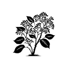 Black Vector Alder Tree Silhouette Against the Sky's Canvas, Nature's Artistry Unveiled- Alder Tree Illustration- Alder Tree vector stock.