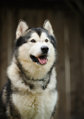 Happy Alaskan Malamute portrait with simple wood fence background
