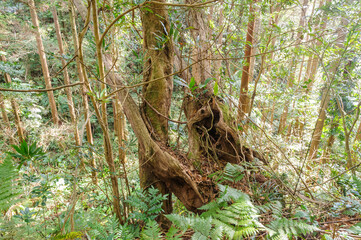 三原山の麓にあるヘゴの森のネイチャートレッキング。
ヘゴ科のシダ植物のヘゴ他の貴重な動植物が観察できる。

航路の終点、太平洋の大きな孤島、八丈島。
東京都伊豆諸島。
2020年撮影。


Nature trekking in the hego forest at the foot of Mt Miara.
Hego (Large spiny tree fern, Cyathea spinulos