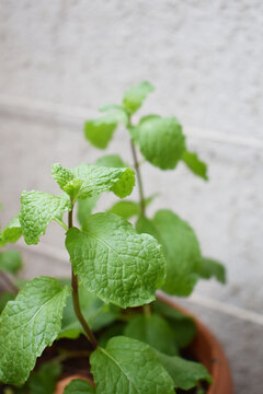 medicinal properties of Mint plant in a small pot clicked at Pune India